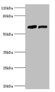 NR2C1 Antibody (aa1-240)