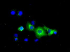 PDE4A / PDE4 Antibody (clone OTI1C8)