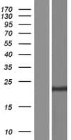 CLDN7 / Claudin 7 Protein (Over-Expression Lysate Myc-DDK (Flag))