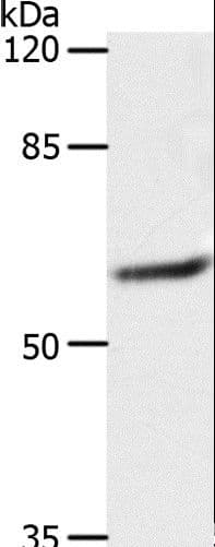 SLC16A4 Antibody