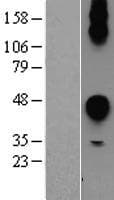 CEACAM7 Protein (Over-Expression Lysate Myc-DDK (Flag))