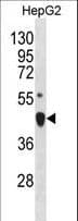 LHX4 Antibody (aa133-161)
