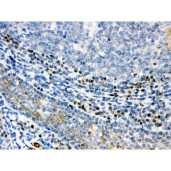 XBP1 Antibody (aa59-85)