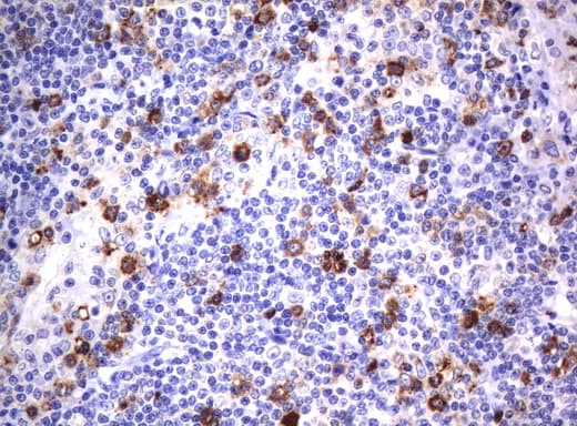 CD80 Antibody (clone UMAB65, Carrier-free)