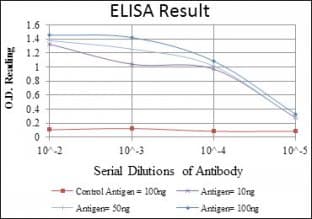 AML1 / RUNX1 Antibody (clone 2B5)