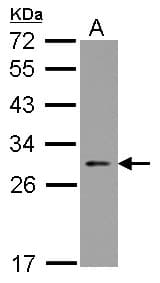 NOL3 / ARC Antibody