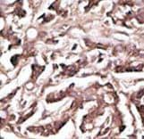 Apg7 / ATG7 Antibody (aa284-313)