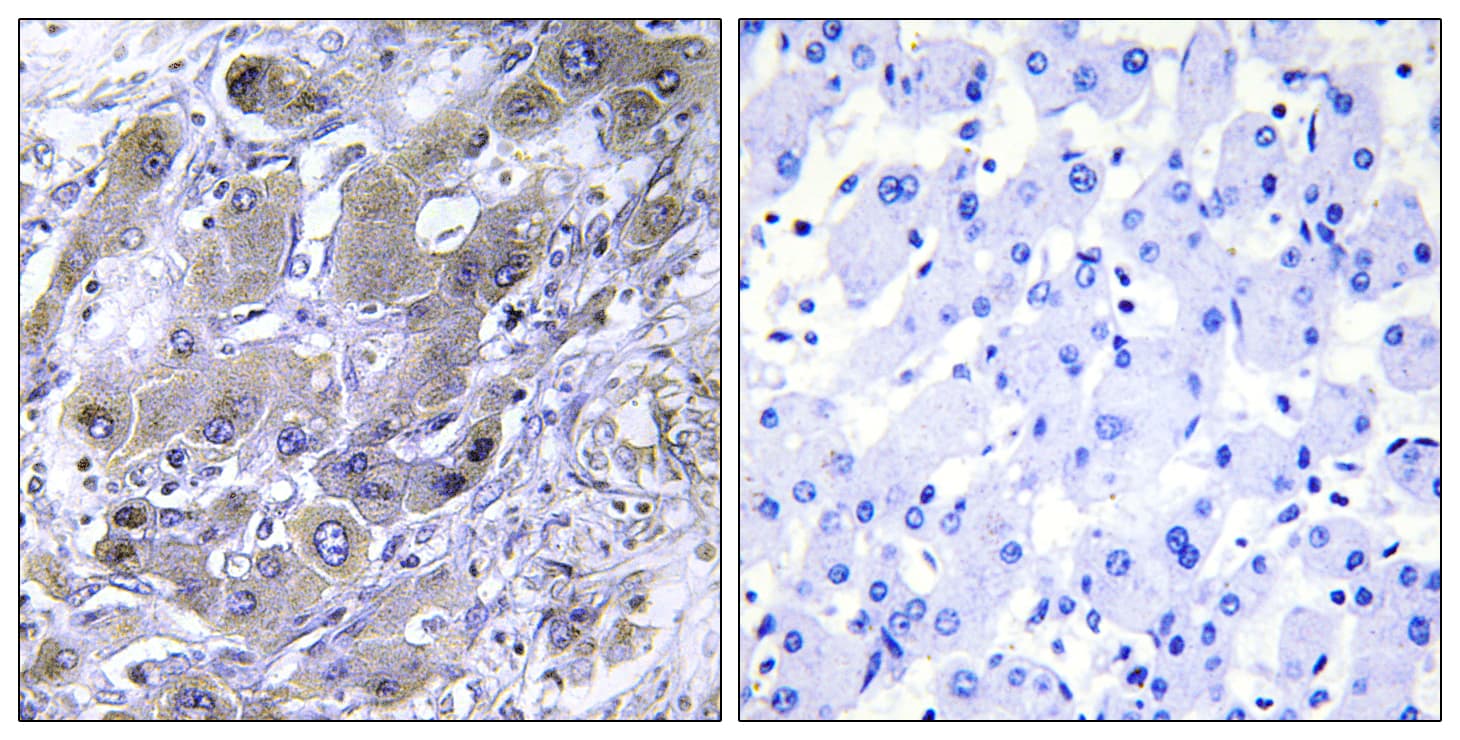 MRPS18A Antibody (aa81-130)