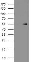 PRMT2 Antibody (clone OTI4C3)