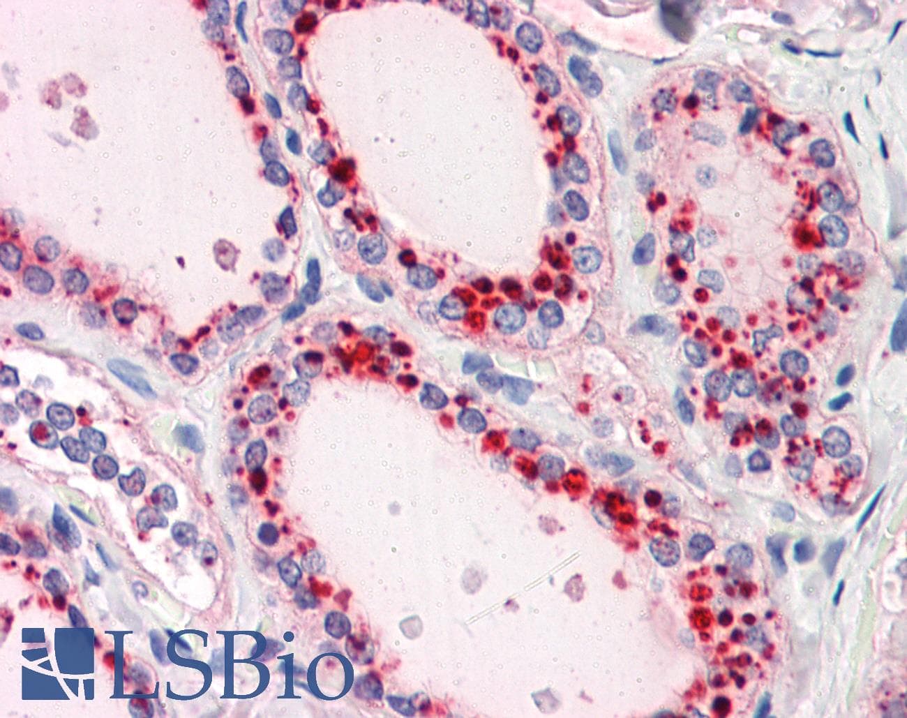 RYBP Antibody (N-Terminus)