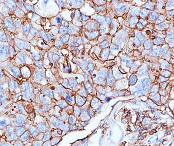 CD44 Antibody (clone 156-3C11, Ready-to-Use)