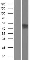 KCNAB1 Protein (Over-Expression Lysate Myc-DDK (Flag))