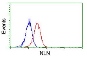 NLN / Neurolysin Antibody (clone OTI2F2)