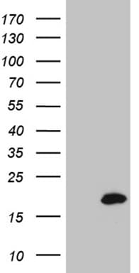 SDHAF1 Antibody (clone OTI5D4, Carrier-free)