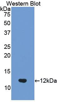 Ubiquitin Antibody (aa1-76, Biotin)