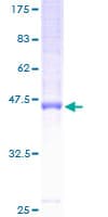 Human HMP19 Protein (Recombinant GST)