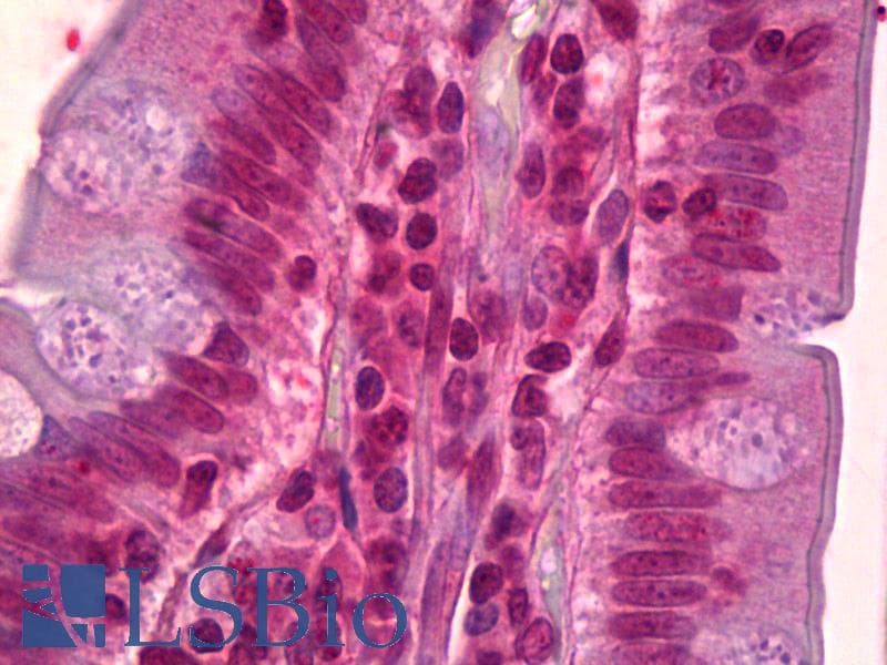 IHC-plus™ ATF4 Antibody