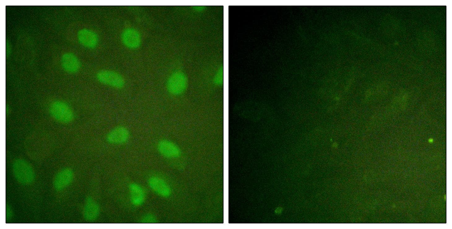 XRCC5 / Ku80 Antibody (phospho-Thr714)