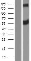 ERLEC1 Protein (Over-Expression Lysate Myc-DDK (Flag))