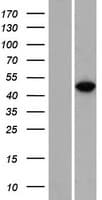 Human RBMS3 Protein (Over-Expression Lysate Myc-DDK (Flag))