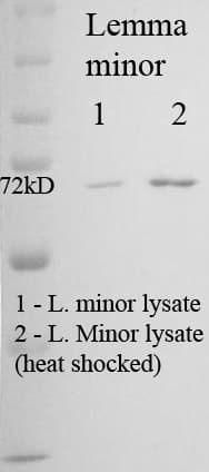 HSPA8 / HSC70 Antibody (clone 5G1-95, AP)