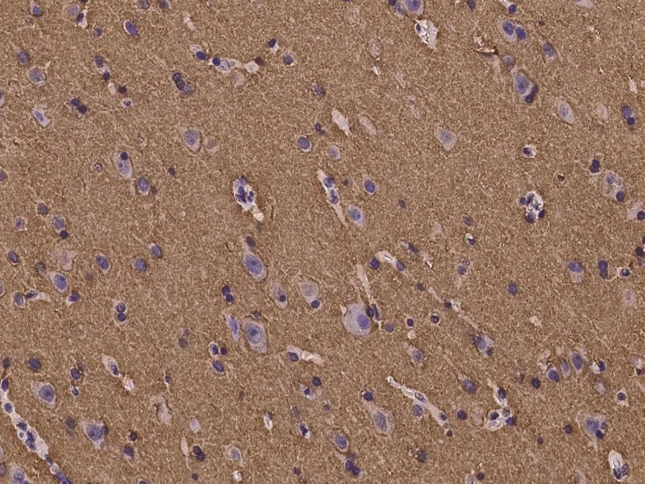 Paralemmin / PALM Antibody