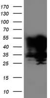 TAL1 Antibody (clone OTI3E2, Carrier-free)
