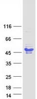 Human BCL7A Protein (Recombinant Myc-DDK (Flag))