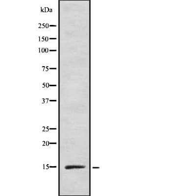 INSL5 Antibody