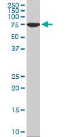 HSPA1L Antibody (clone 7H6)