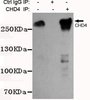 Monoclonal Mouse anti-Human CHD4 Antibody (WB)