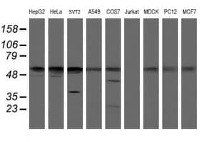 TIP48 / RUVBL2 Antibody (clone OTI1D9)