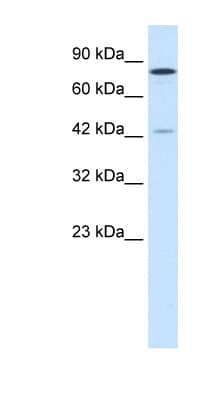 KDM3A / JMJD1A Antibody (aa1252-1301)