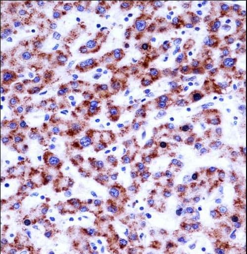 SIGLEC8 Antibody (aa94-122)
