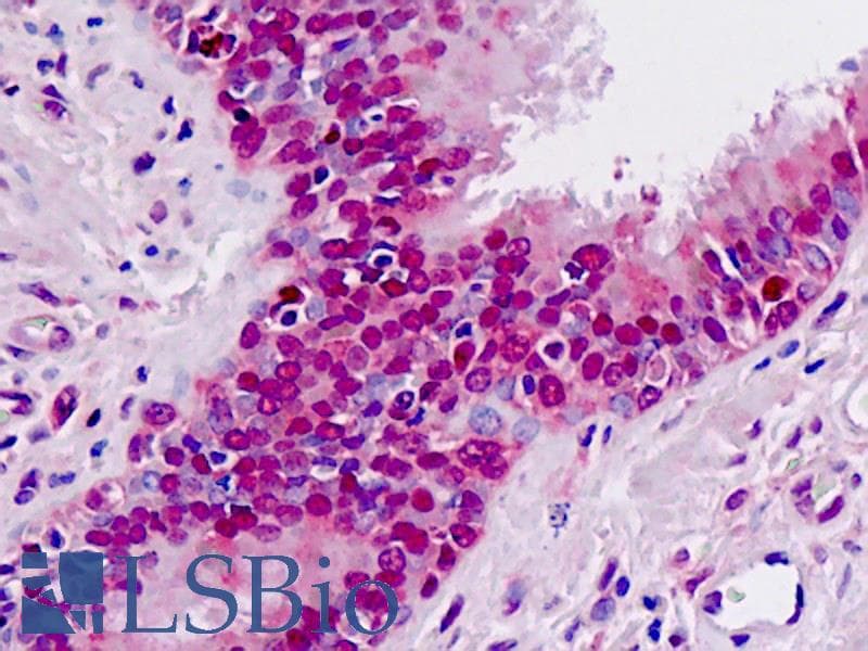 IHC-plus™ MAT / MAT1A Antibody (aa107-136)