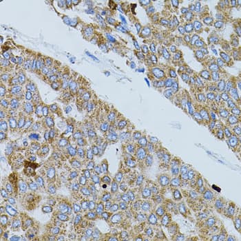 GNA13 Antibody