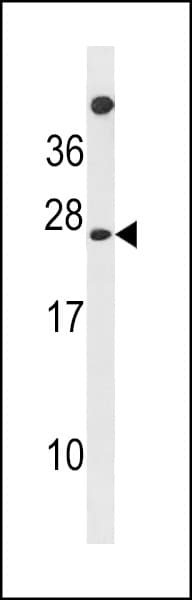 Polyclonal Rabbit anti-Human MPDU1 Antibody (aa219-247, WB)