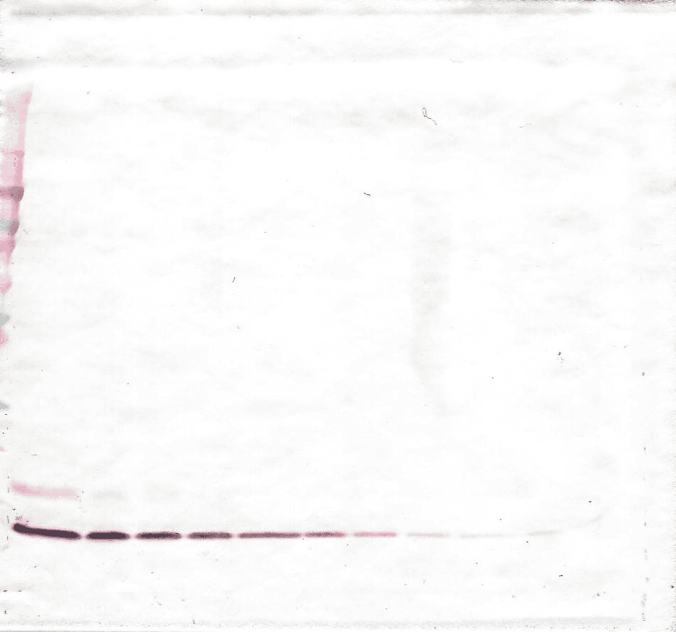 Polyclonal Rabbit anti-Human CCL18 / PARC Antibody (WB)