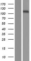 MICAL1 / MICAL Protein (Over-Expression Lysate Myc-DDK (Flag))