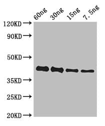 Polyclonal Rabbit anti-Zaire Ebolavirus TNC / Tenascin C Antibody (WB)