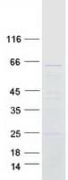 Human CFAP53 / CCDC11 Protein (Recombinant Myc-DDK (Flag))