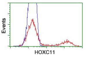 Monoclonal Mouse anti-Human HOXC11 Antibody (clone OTI3E5, IF, WB)