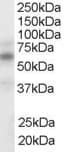 NR1H3 / LXR Alpha Antibody (aa384-397)