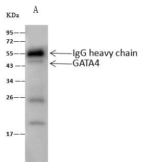 GATA4 Antibody