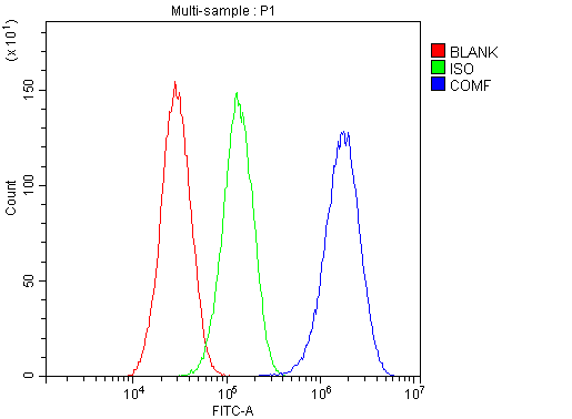 COMP / THBS5 Antibody