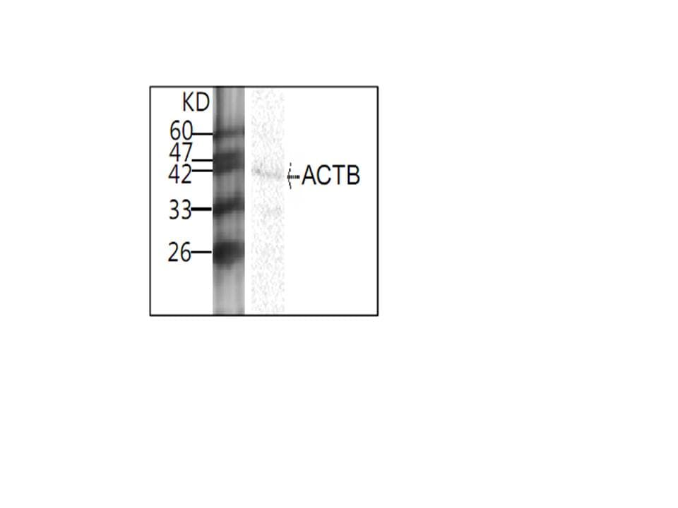 ACTB / Beta Actin Antibody