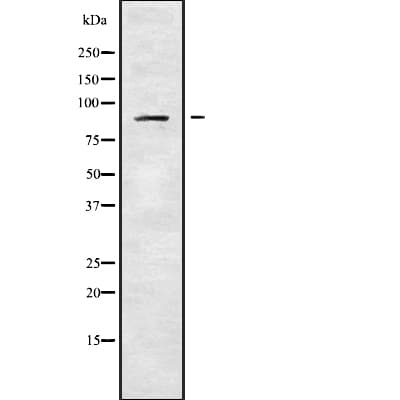 ADAM30 Antibody