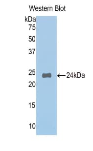 NAGA Antibody (aa18-217)
