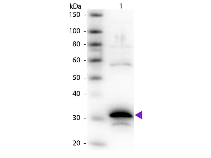 CPA1 / Carboxypeptidase A Antibody (Lyophilized)