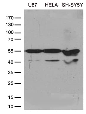 GDI1 Antibody (clone OTI8A3)